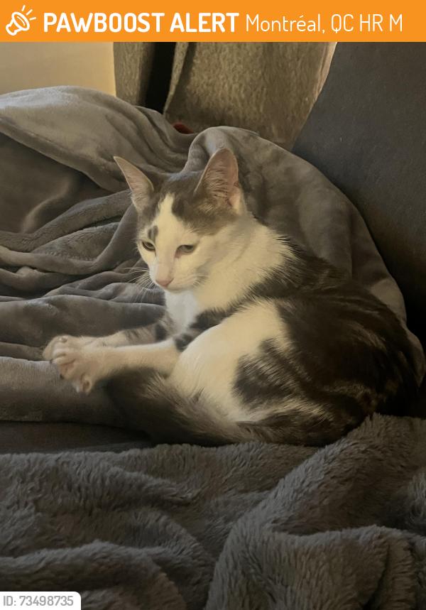 Found/Stray Female Cat last seen Residence Steger, Montréal, QC H4R 2M2