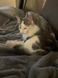 Found/Stray Female Cat last seen Residence Steger, Montréal, QC H4R 2M2