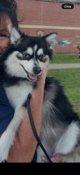 Reunited Female Dog last seen Last seen at bridges road and clough pike, Cincinnati, OH 45230