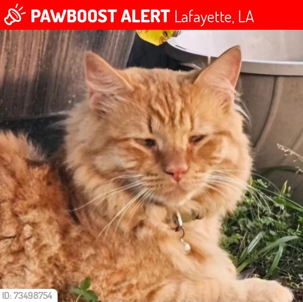 Lost Male Cat last seen East broussard, Lafayette, LA 70508