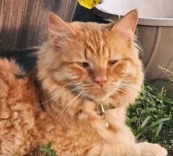 Lost Male Cat last seen East broussard, Lafayette, LA 70508