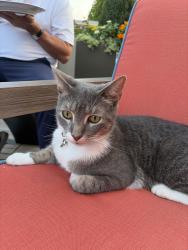 Lost Male Cat last seen Colonial and monument, Richmond, VA 23221