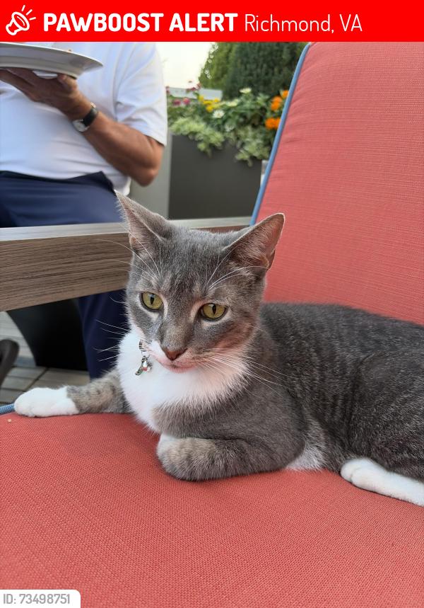 Lost Male Cat last seen Colonial and monument, Richmond, VA 23221