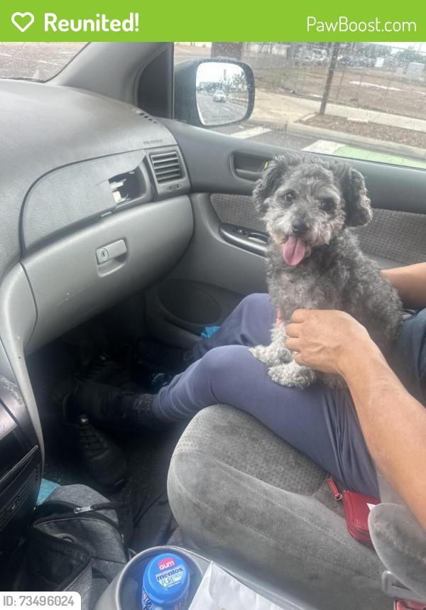 Reunited Female Dog last seen Near thew elementary school, Tempe, AZ 85281