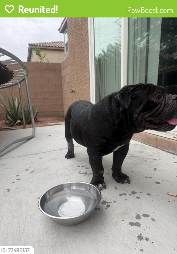 Reunited Male Dog last seen Decatur & warm springs, Enterprise, NV 89139