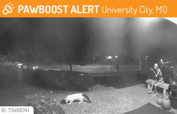 Found/Stray Unknown Cat last seen Delmar and Midland 63130, University City, MO 63130