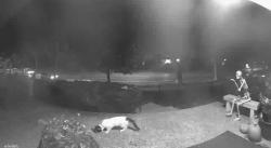 Found/Stray Unknown Cat last seen Delmar and Midland 63130, University City, MO 63130