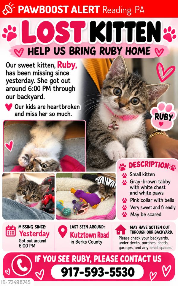 Lost Female Cat last seen Near Kutztown rd, Reading, PA 19604