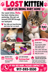 Lost Female Cat last seen Near Kutztown rd, Reading, PA 19604