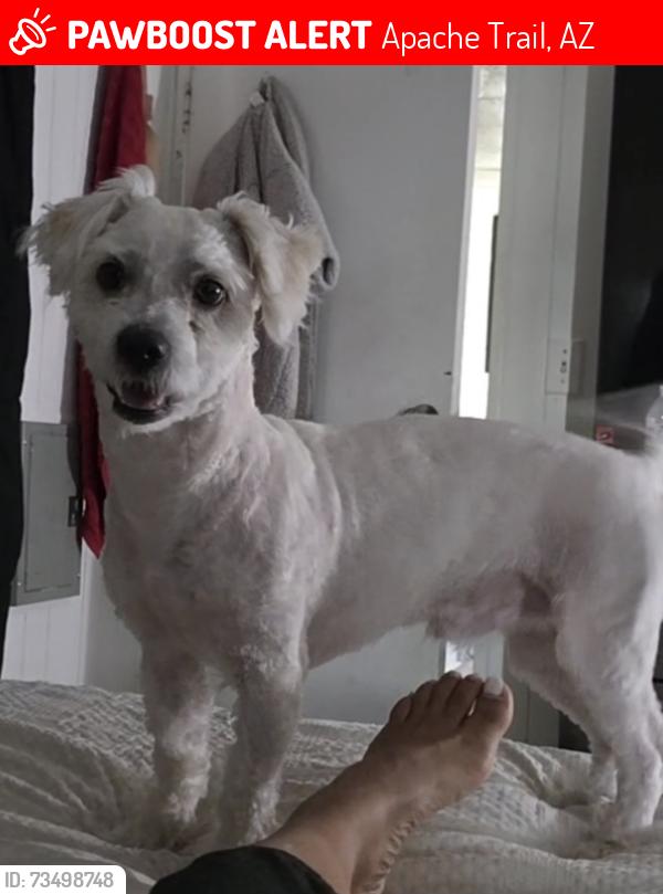 Lost Male Dog last seen Near E Apache trail, Mesa, AZ 85207