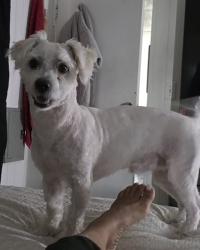 Lost Male Dog last seen Near E Apache trail, Mesa, AZ 85207