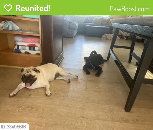 Reunited Male Dog last seen Montgomery, Altamonte Springs, FL 32714