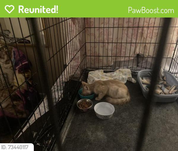 Reunited Male Cat last seen Castle Hills Nursing and Rehabilitation, San Antonio, TX 78216