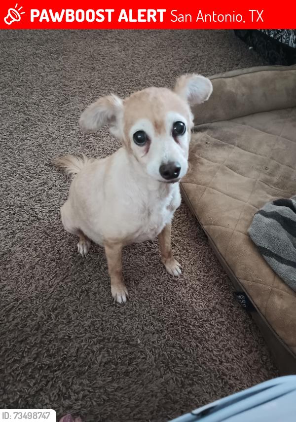 Lost Female Dog last seen Briarcrest, San Antonio, TX 78247