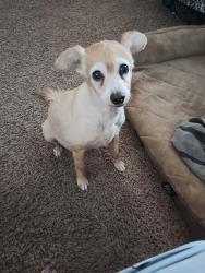 Lost Female Dog last seen Briarcrest, San Antonio, TX 78247