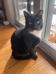 Lost Male Cat last seen Haddon Drive and Houston Avenue, Takoma Park MD, Takoma Park, MD 20912