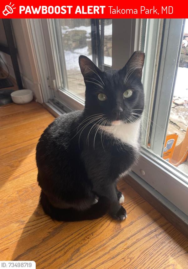 Lost Male Cat last seen Haddon Drive and Houston Avenue, Takoma Park MD, Takoma Park, MD 20912