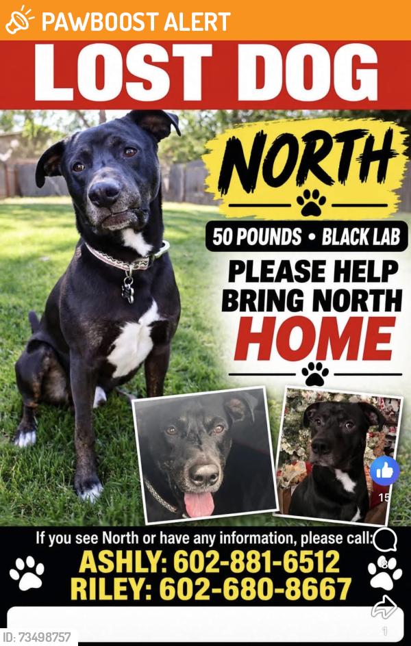 Found/Stray Male Dog last seen E Barwick Dr & N 156th St, Maricopa County, AZ 85262