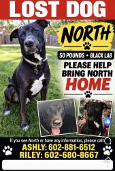 Found/Stray Male Dog last seen E Barwick Dr & N 156th St, Maricopa County, AZ 85262