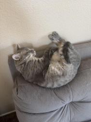 Lost Male Cat last seen Pebble rock and Ann road, Las Vegas, NV 89149