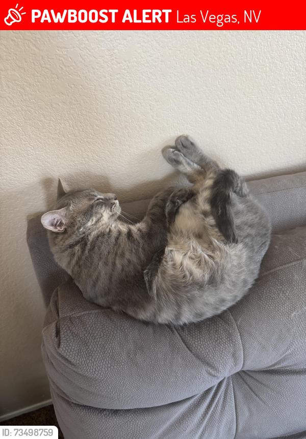 Lost Male Cat last seen Pebble rock and Ann road, Las Vegas, NV 89149