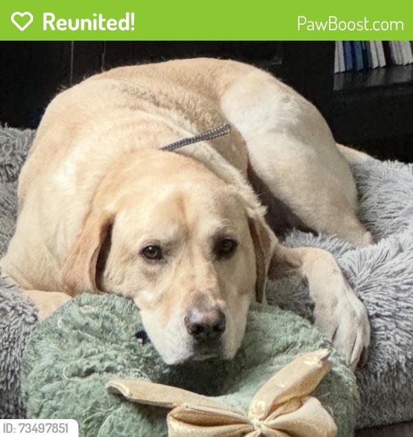 Reunited Male Dog last seen Beckleysville Road and Middletown Road, Baltimore County, MD 21053