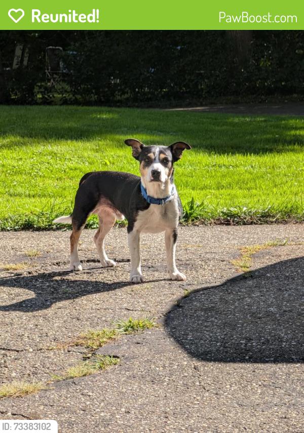 Reunited Male Dog last seen Queenston and Fairmount, Cleveland Heights, OH 44118