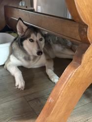 Reunited Female Dog last seen Alta Vista and Golden Triangle, Fort Worth, TX 76244