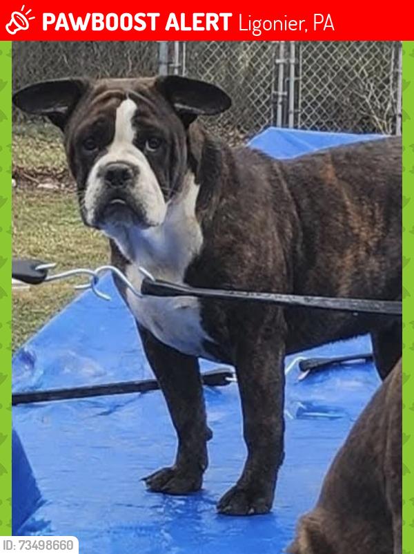 Lost Female Dog last seen Near State Route 711, Ligonier PA she ran behind our property, Ligonier, PA 15658