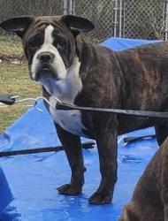 Lost Female Dog last seen Near State Route 711, Ligonier PA she ran behind our property, Ligonier, PA 15658