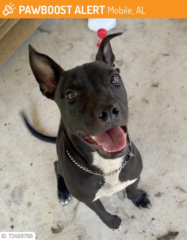Found/Stray Male Dog last seen Boykin Blvd, Mobile, AL, USA, Mobile, AL 36605