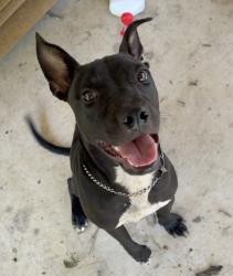Found/Stray Male Dog last seen Boykin Blvd, Mobile, AL, USA, Mobile, AL 36605