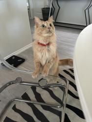 Reunited Unknown Cat last seen Braun Oaks on windy mist, San Antonio, TX 78254