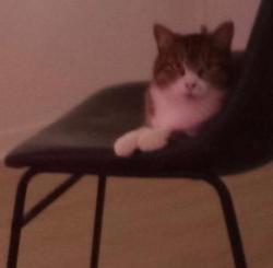 Lost Female Cat last seen Kidnapped by hectic &stephanie, Los Angeles, CA 90065