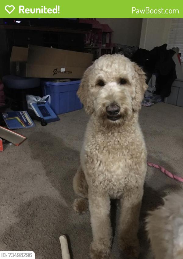Reunited Male Dog last seen Meadow dr and constitution, Cheyenne, WY 82001