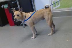 Shelter Stray Female Dog last seen ACC, 1419 Bryant St, San Francisco, CA 94103, USA