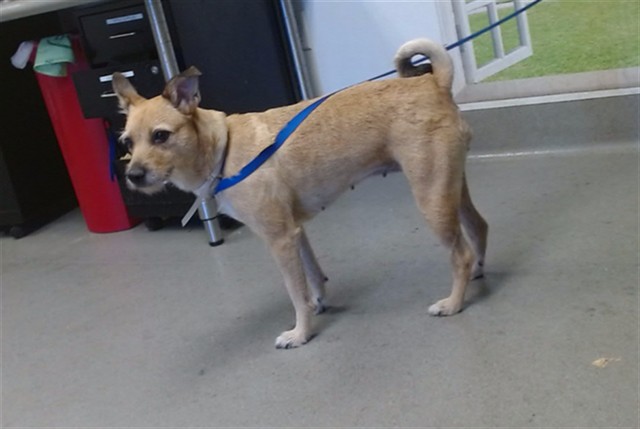 Shelter Stray Female Dog last seen ACC, 1419 Bryant St, San Francisco, CA 94103, USA