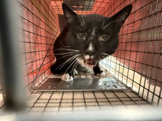 Shelter Stray Male Cat last seen , 14409 Vanowen St, Van Nuys, CA 91405, USA