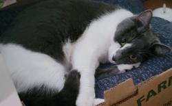 Reunited Female Cat last seen On 5he corner of SW 94th ave and 51st pl, Cooper City, FL 33328