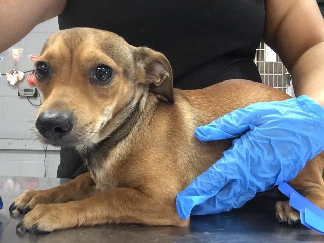 Shelter Stray Male Dog last seen BERMUDA DUNES, 72050 Pet Land Pl, Thousand Palms, CA 92276, USA