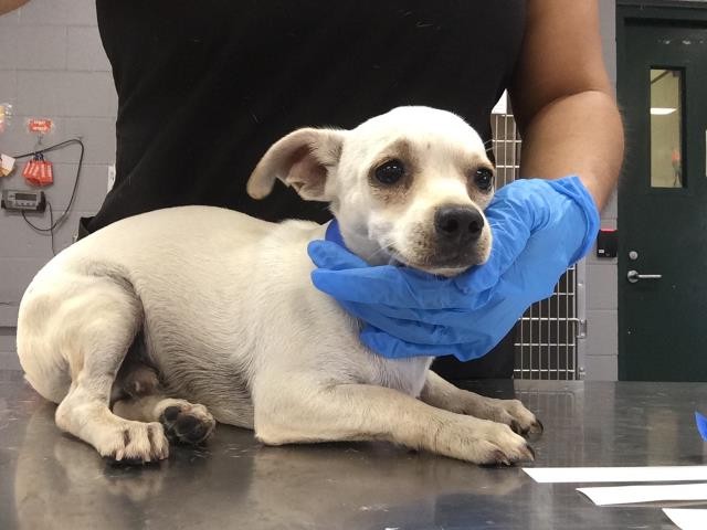 Shelter Stray Male Dog last seen BERMUDA DUNES, 72050 Pet Land Pl, Thousand Palms, CA 92276, USA