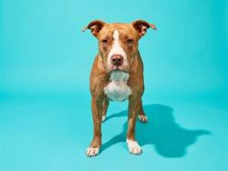 Shelter Stray Female Dog last seen PINE, 2020 Forest St, Jacksonville, FL 32204, USA