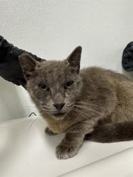 Shelter Stray Male Cat last seen , 600 Aviation Dr, Camarillo, CA 93010, USA