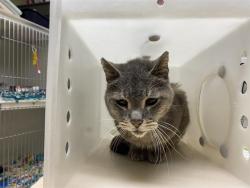 Shelter Stray Male Cat last seen Near BLOCK N 12TH ST, 3839 W Burnham St, West Milwaukee, WI 53215, USA