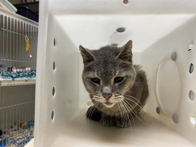 Shelter Stray Male Cat last seen Near BLOCK N 12TH ST, 3839 W Burnham St, West Milwaukee, WI 53215, USA