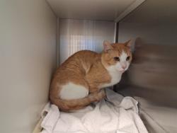 Shelter Stray Male Cat last seen Near BLOCK S CHELTON RD, COLORADO SPRINGS CO 80916, 610 Abbot Ln, Colorado Springs, CO 80905, USA