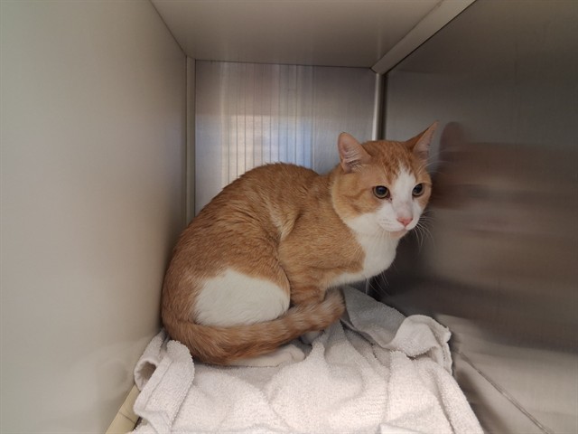 Shelter Stray Male Cat last seen Near BLOCK S CHELTON RD, COLORADO SPRINGS CO 80916, 610 Abbot Ln, Colorado Springs, CO 80905, USA