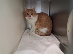 Shelter Stray Male Cat last seen Near BLOCK S CHELTON RD, COLORADO SPRINGS CO 80916, 610 Abbot Ln, Colorado Springs, CO 80905, USA
