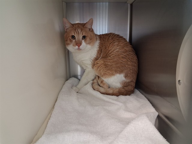 Shelter Stray Male Cat last seen Near BLOCK S CHELTON RD, COLORADO SPRINGS CO 80916, 610 Abbot Ln, Colorado Springs, CO 80905, USA