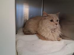 Shelter Stray Male Cat last seen Near BLOCK BROADMOOR BLUFFS DR, COLORADO SPRINGS CO 80906, 610 Abbot Ln, Colorado Springs, CO 80905, USA